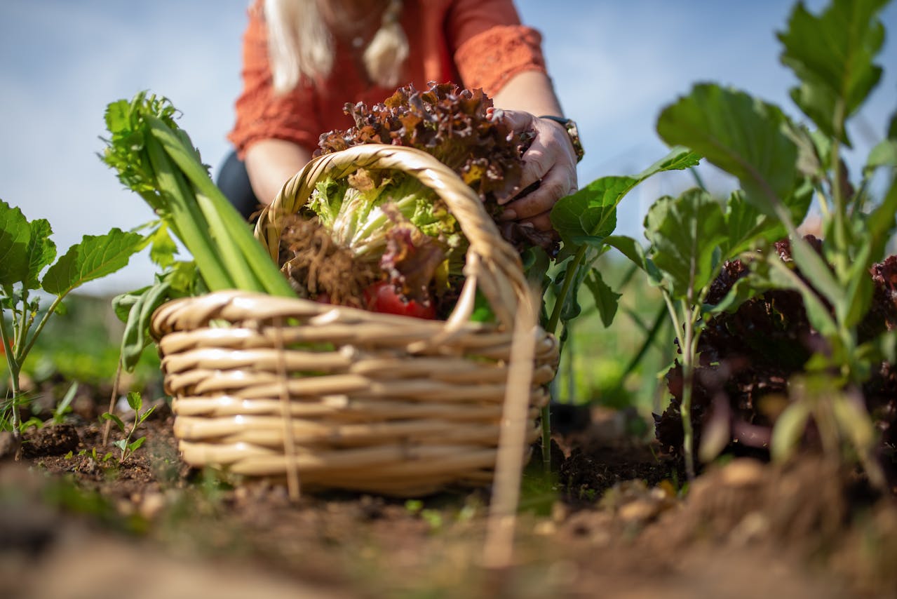 A Person Holding a Green Leafy Vegetable in a Wicker Basket